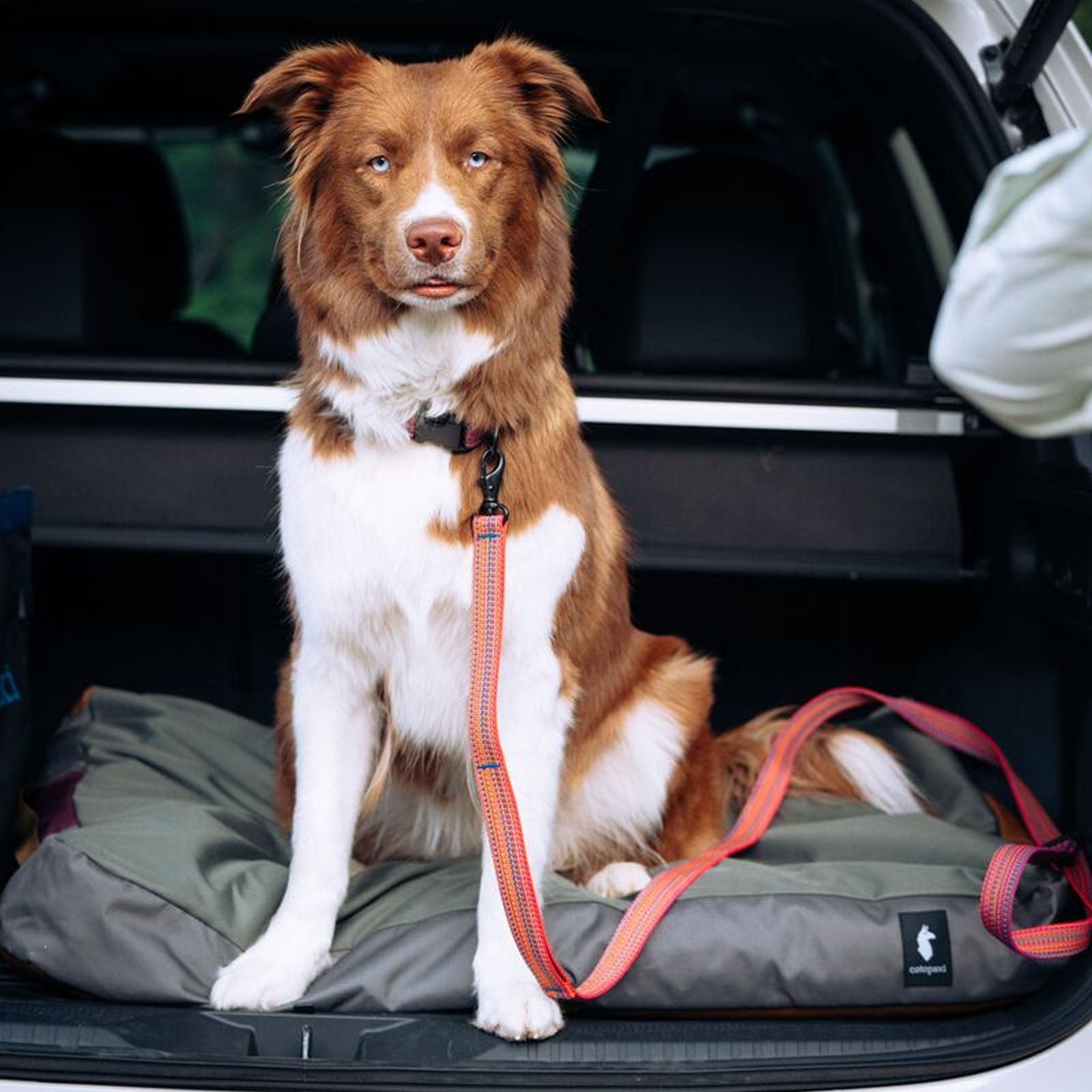 Del D??a Dog Leash - Image 5